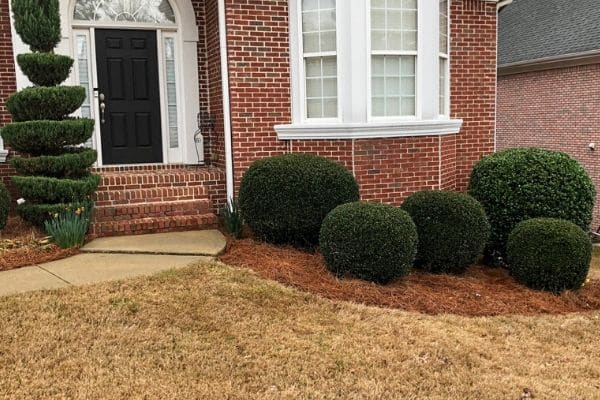 Landscape bed after the shrubs were pruned and fresh pine straw was installed.